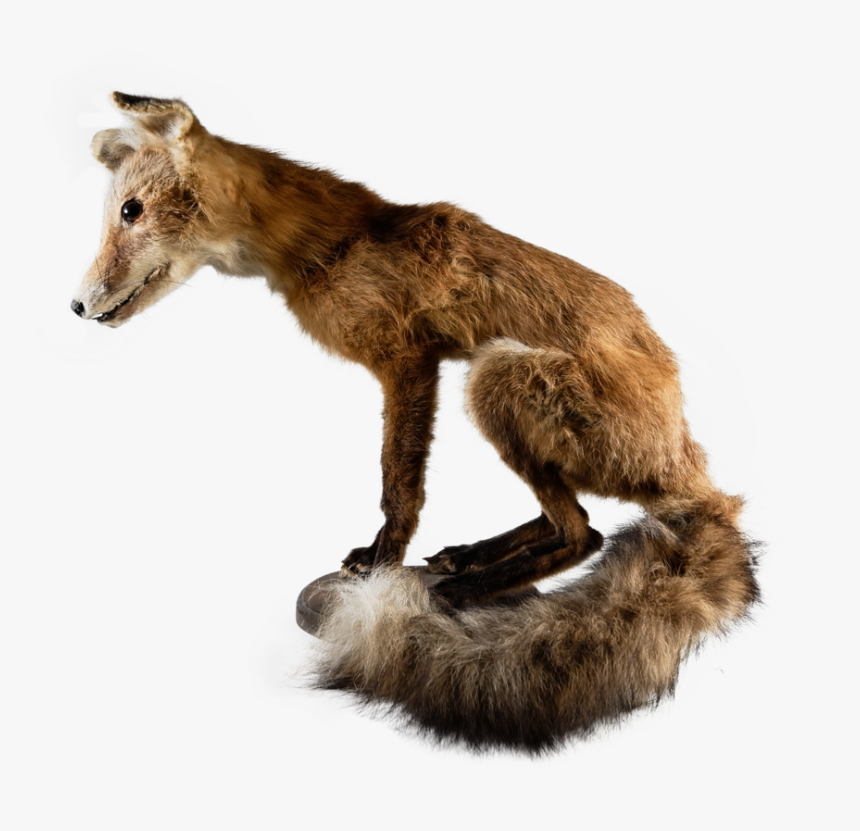 L1002794 - Spotted Hyena, HD Png Download