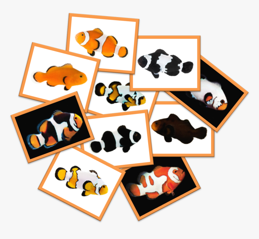 Fantasized By The Nemo Movie, Do You Think Clownfish, HD Png Download