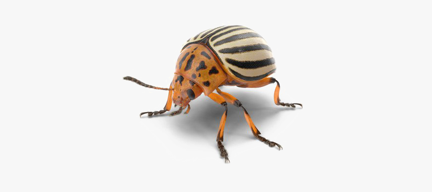Beetle Png Photo - Colorado Potato Beetle Png, Transparent Png