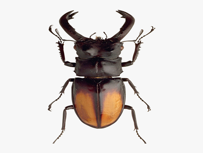 Beetle, HD Png Download