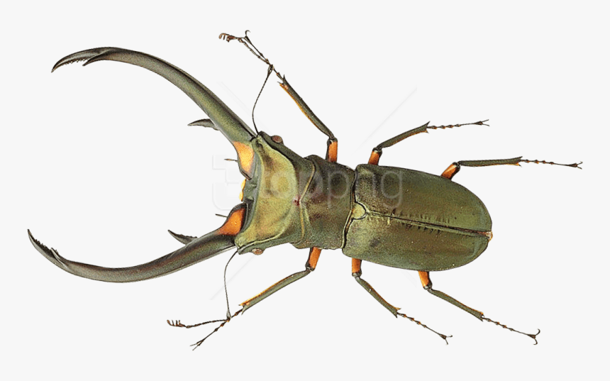 Transparent Bug Png, Png Download