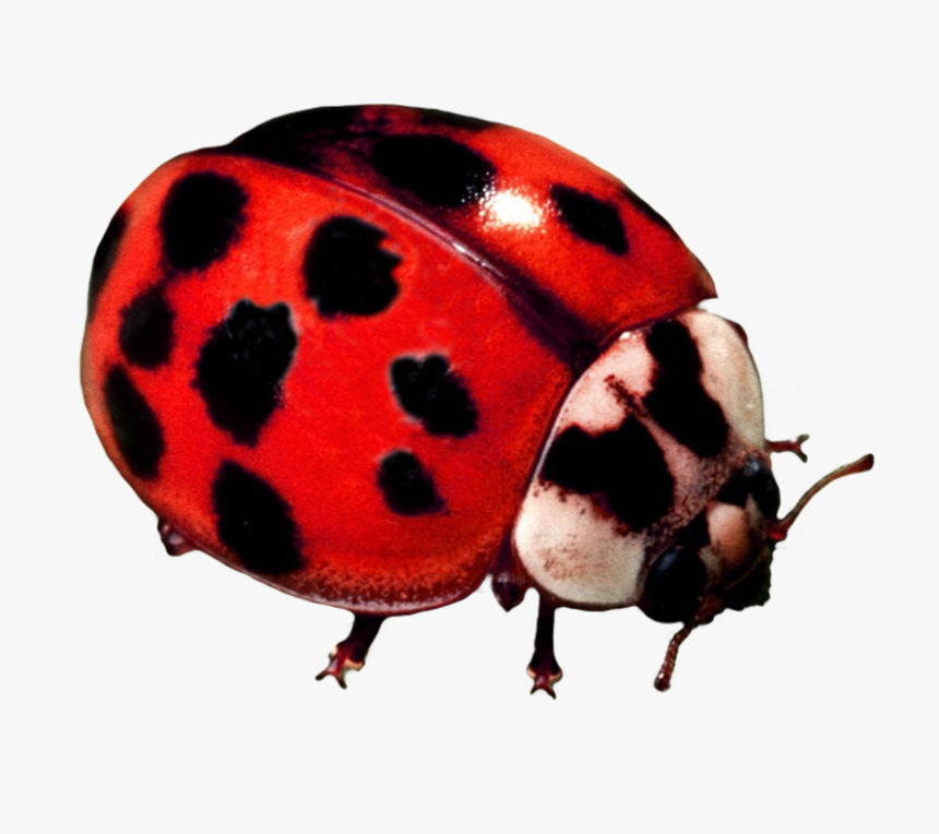 Ladybug Beetle - Ladybug, HD Png Download