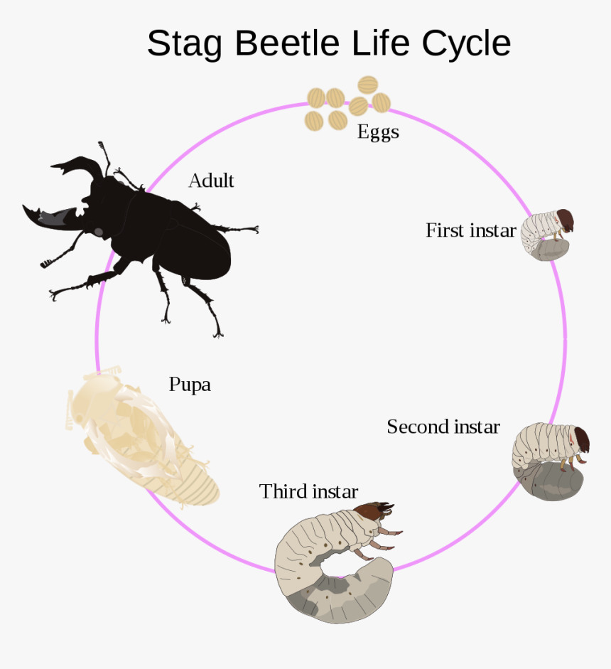 Life Cycle Stag Beetle Larvae, HD Png Download