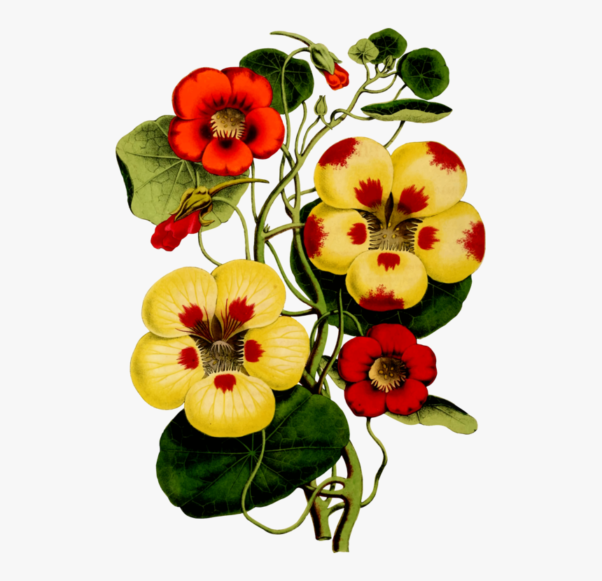 Green Thoughts A Writer In The Garden, HD Png Download