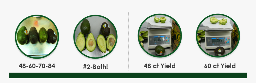 Avocado, HD Png Download