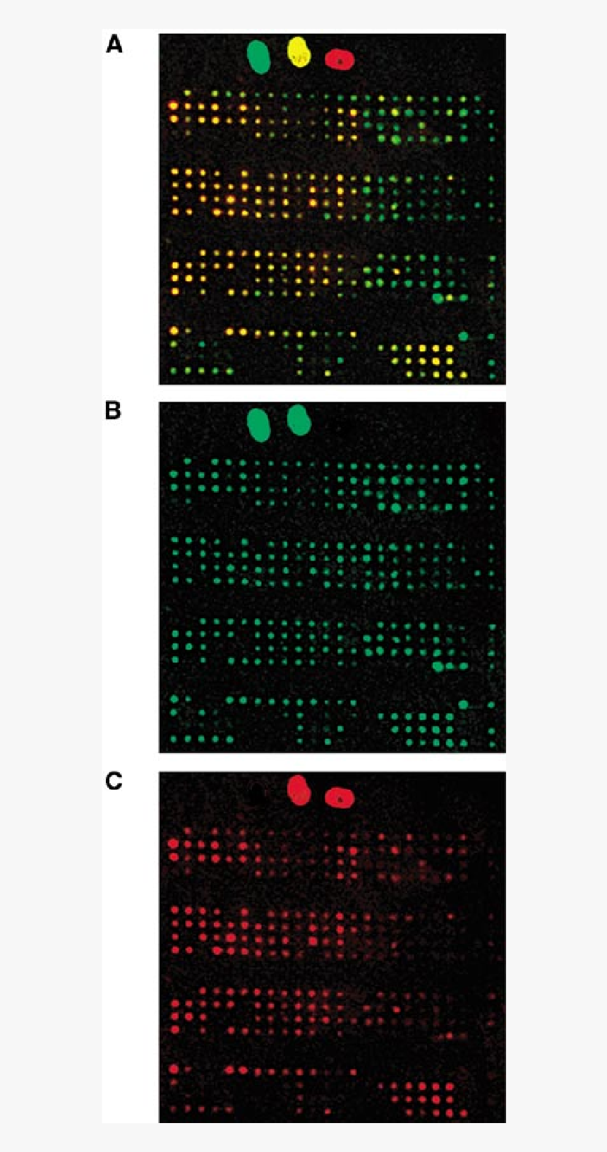 Circle, HD Png Download