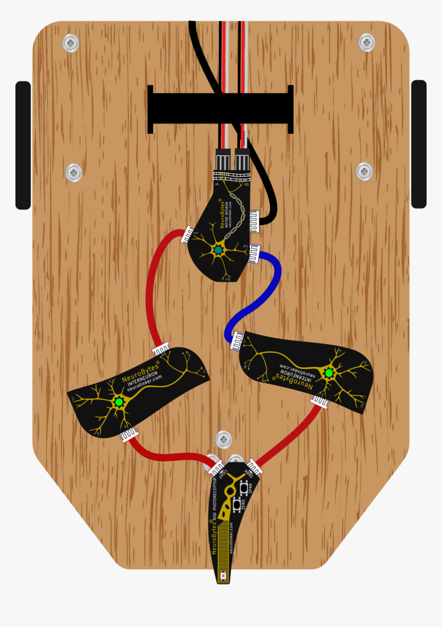 Indecisive - Plywood, HD Png Download