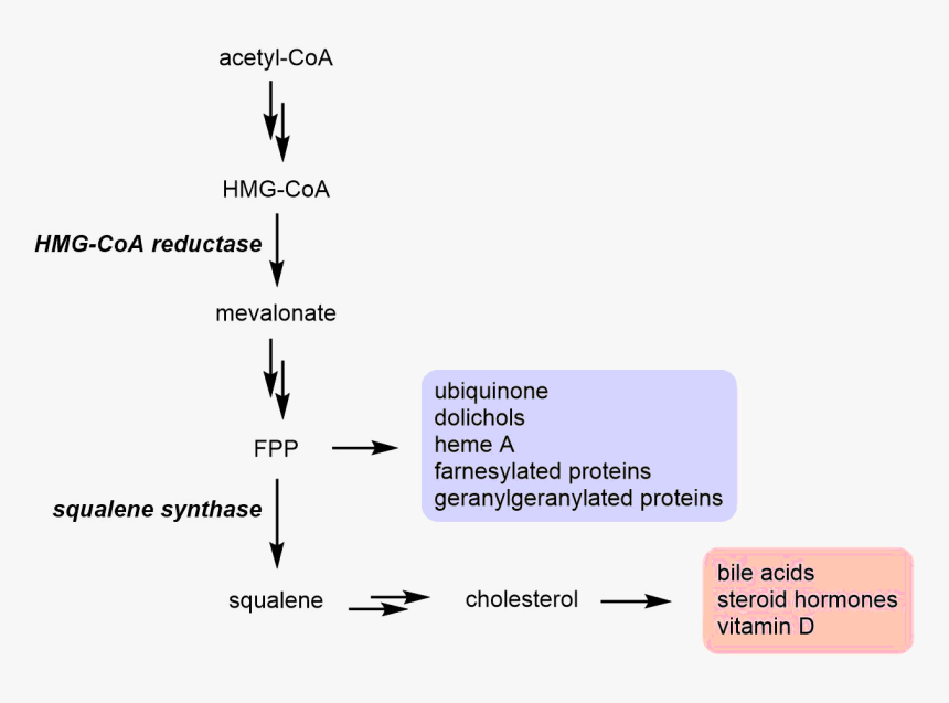 Mevalonate Pathway Branching At Fpp - Farnesyl Diphosphate Farnesyltransferase, HD Png Download