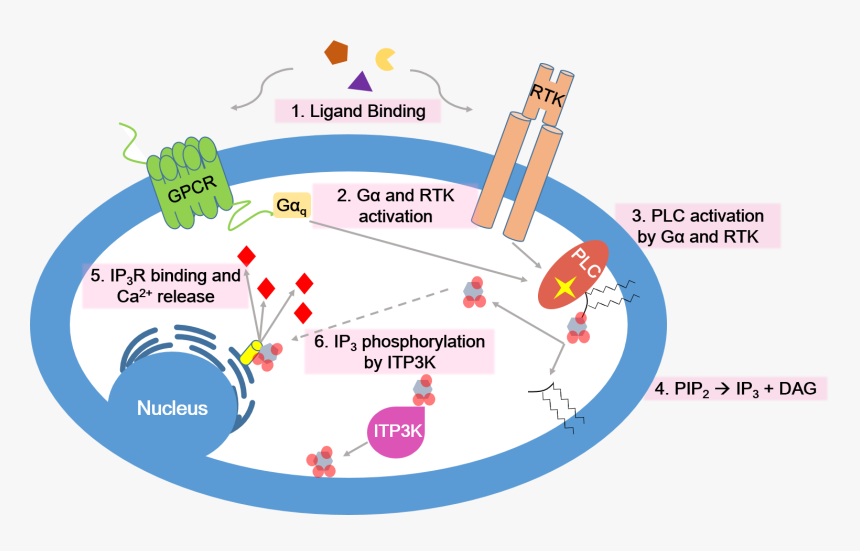 Calcium Signaling Pathway - Inositol Trisphosphate 3 Kinase B, HD Png Download
