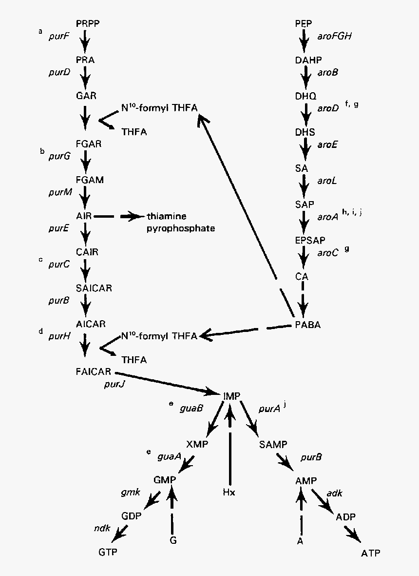 Purine De Novo Biosynthesis Pathway And Contribution - Purine Biosynthesis Pathway In Staphylococcus Aureus, HD Png Download