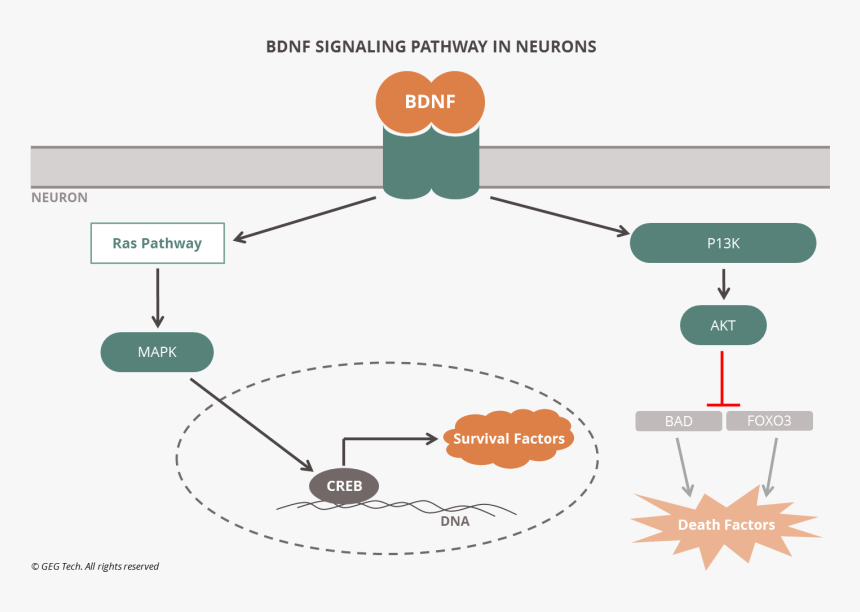 Diagram, HD Png Download
