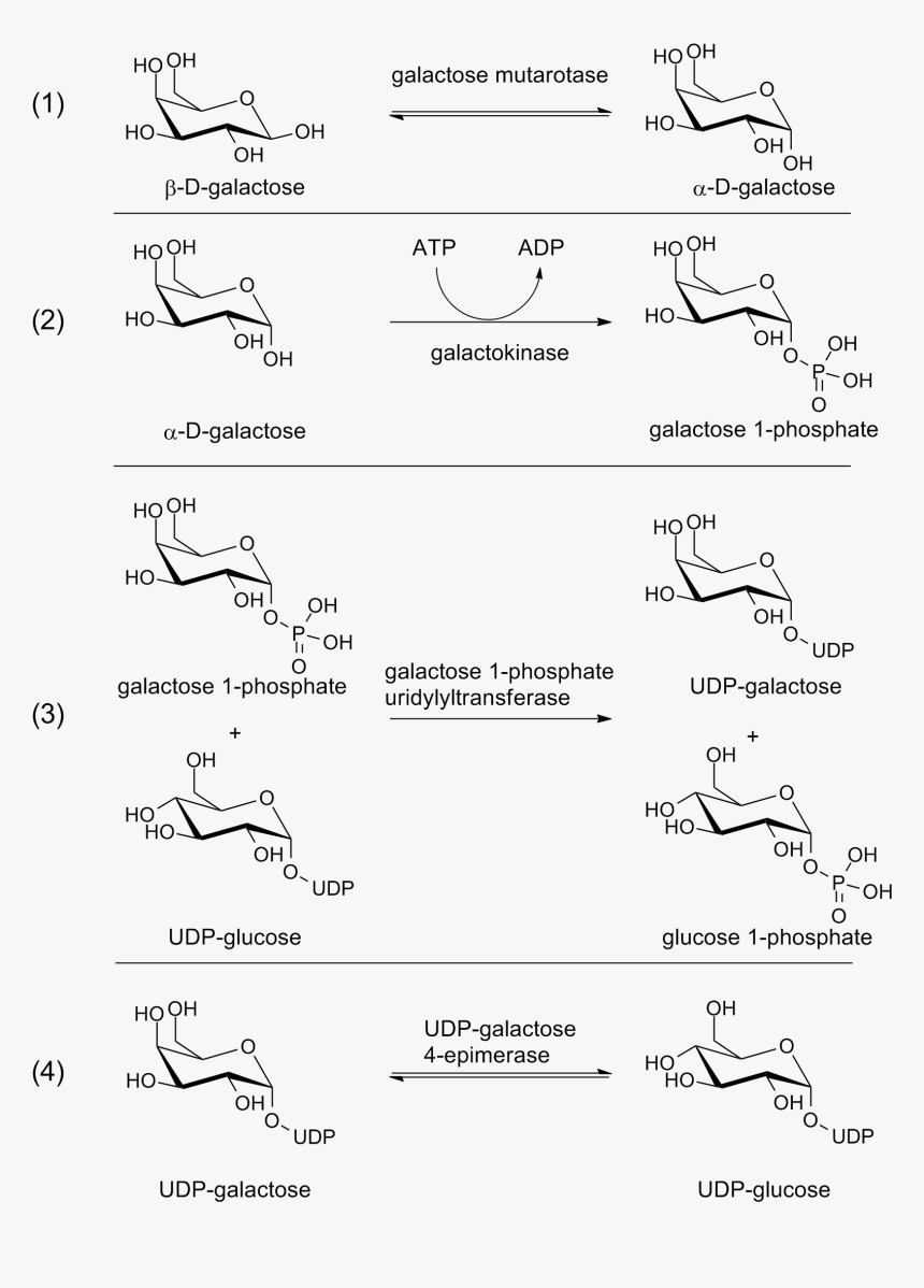 Leloir Pathway , Png Download - Glycosylation Reaction, Transparent Png
