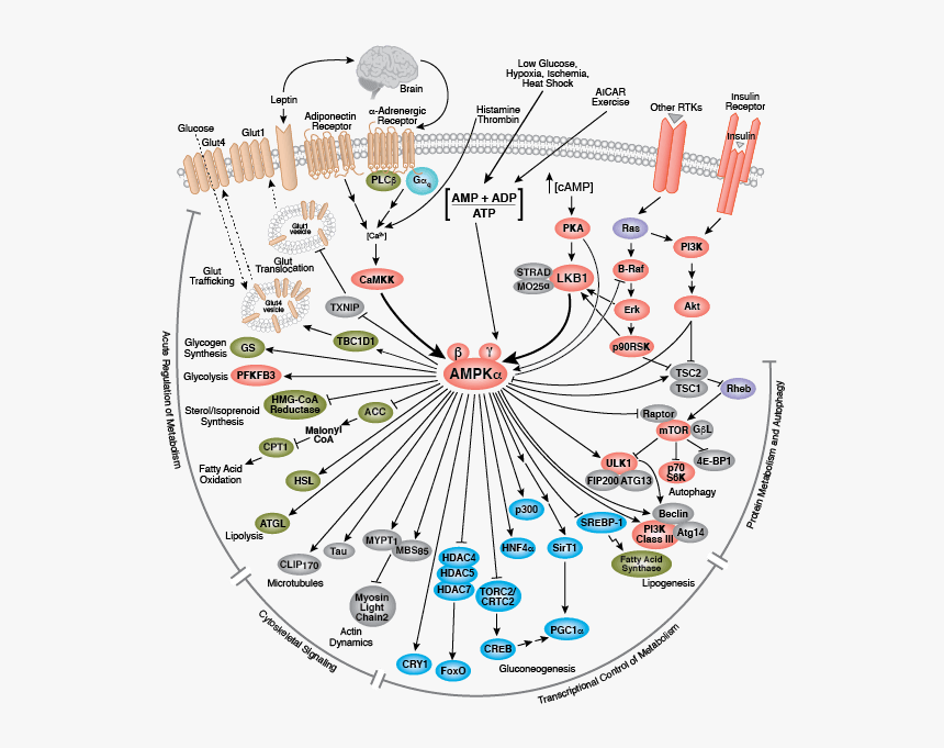 信号 通路 表示 抑制, HD Png Download