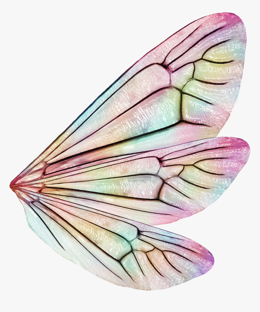 Butterfly, HD Png Download