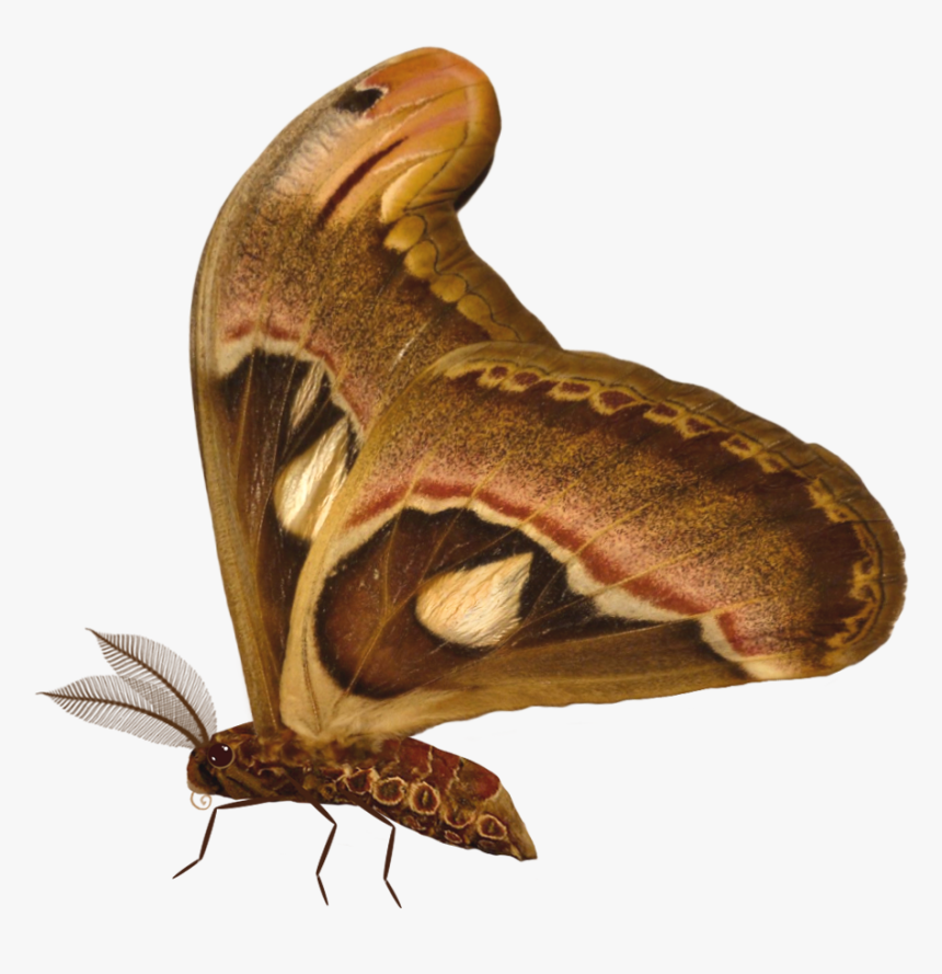 Butterfly, HD Png Download