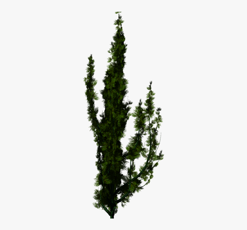 Pond Pine, HD Png Download
