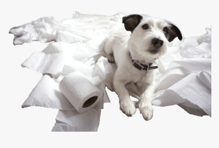Dog Destroying Toilet Paper, HD Png Download