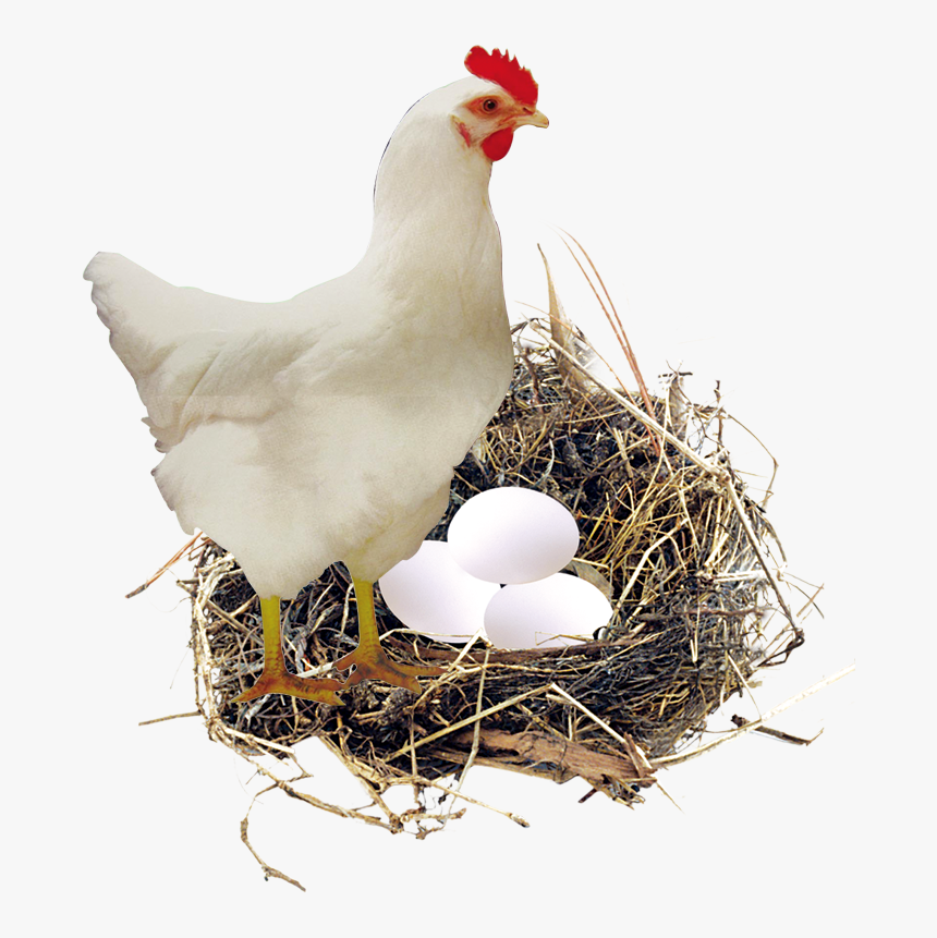 Nest Eggs Png, Transparent Png