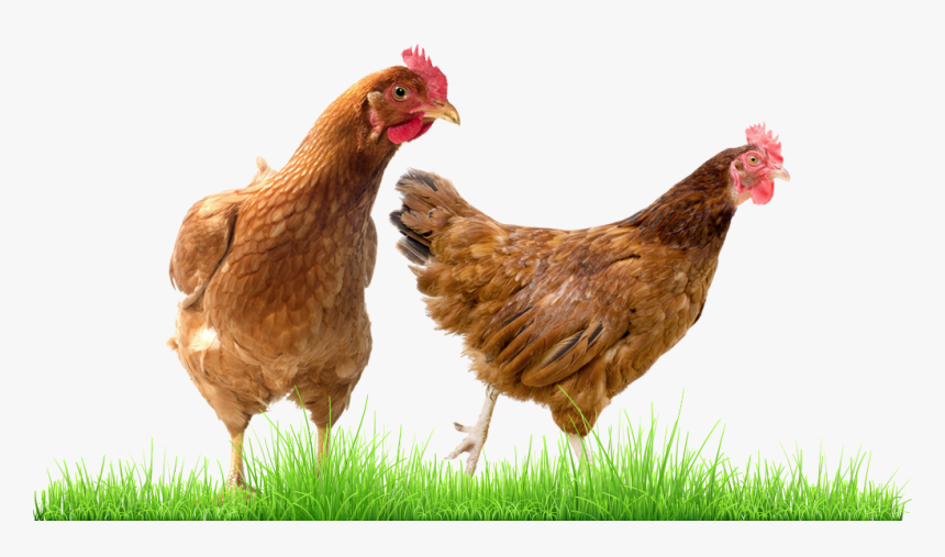 Galinha Sex Link, HD Png Download