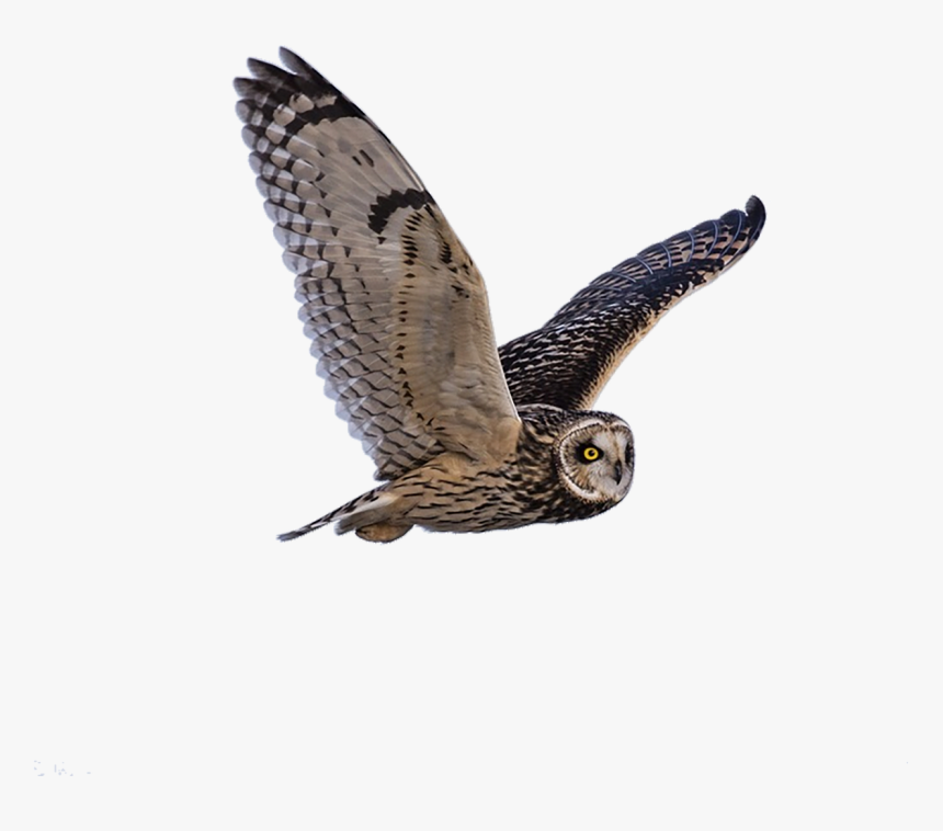 Owl Predator Flying Free Photo - Proverbios 17 28, HD Png Download