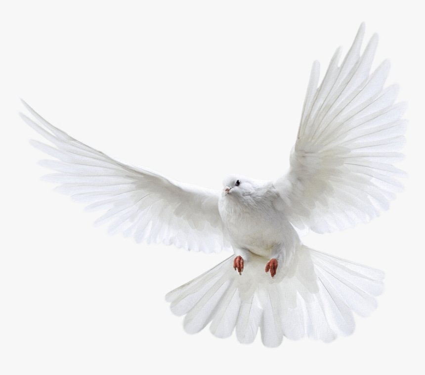 White Pigeon Flying Png Image - White Pigeon Png, Transparent Png