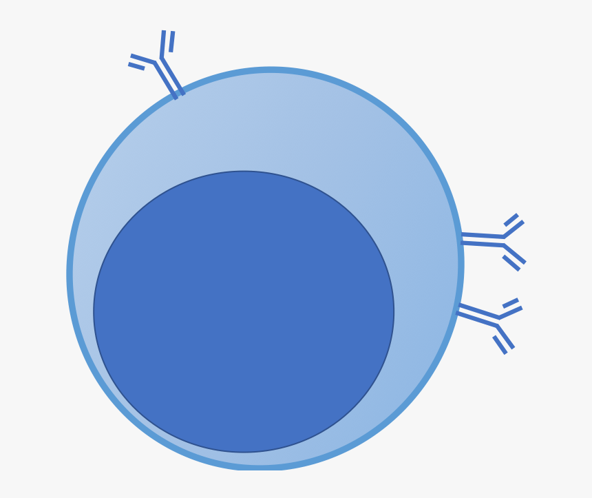 Circle, HD Png Download