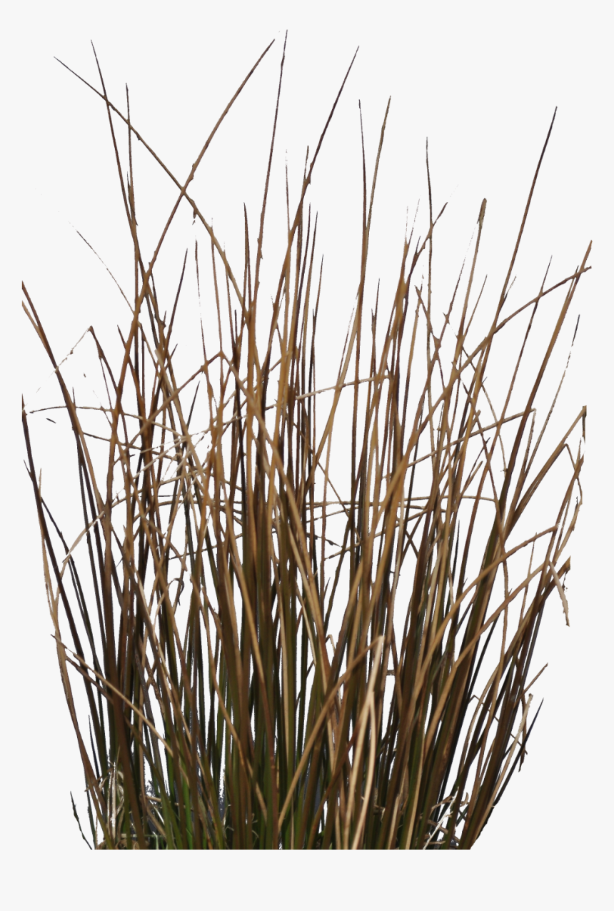 Preview - Plant Stem, HD Png Download