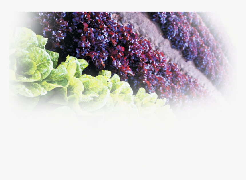 Seedless Fruit, HD Png Download