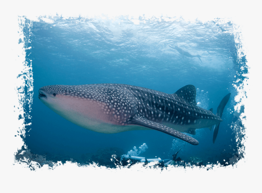 Maldives - Whale Shark - Sun Island Whale Shark, HD Png Download