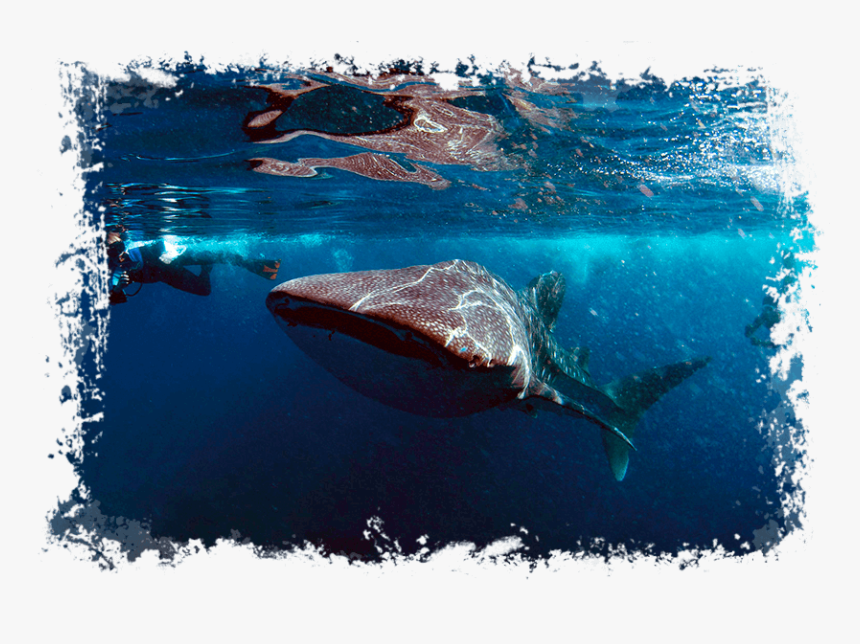 Fish , Png Download - Sun Island Resort Water Sports, Transparent Png