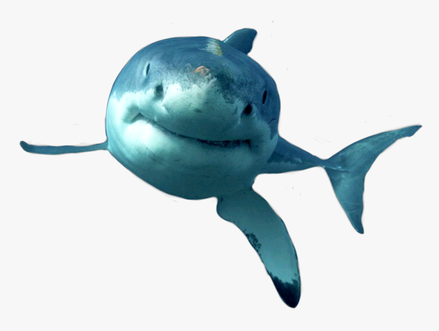 #dolphins #dolphines #dolphino #dolphine #whale #sharks - Shark, HD Png Download