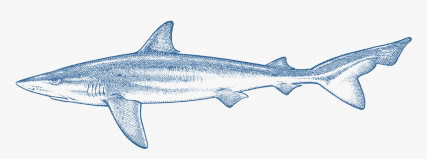 Squaliformes, HD Png Download