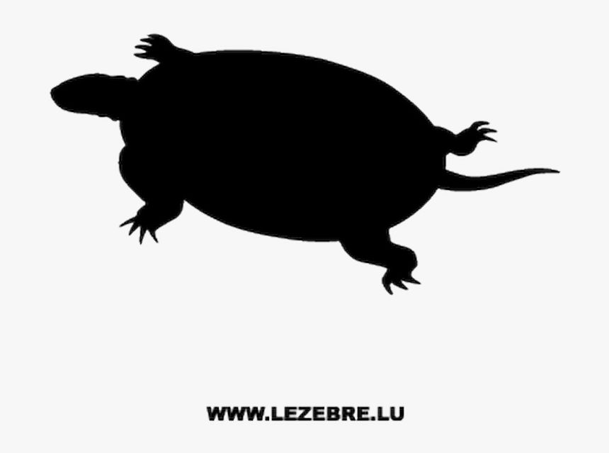 Tortoise, HD Png Download