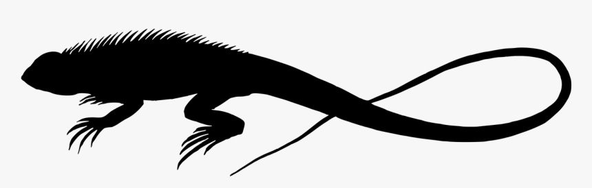 Animal Lizard Reptile Free Photo - Lizard Vector, HD Png Download