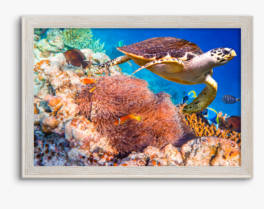 Coral Reef Hawksbill Sea Turtles, HD Png Download