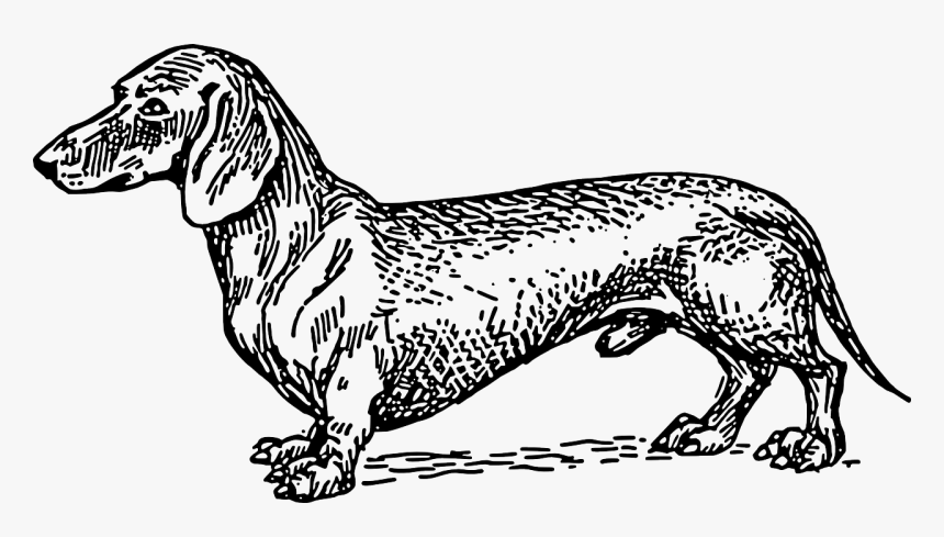 Dachshund Illustration, HD Png Download