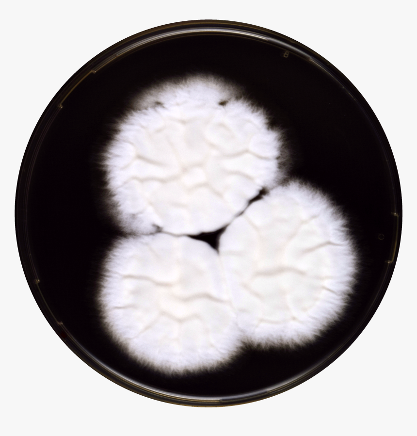 Aspergillus Violaceus Yes - Dish, HD Png Download