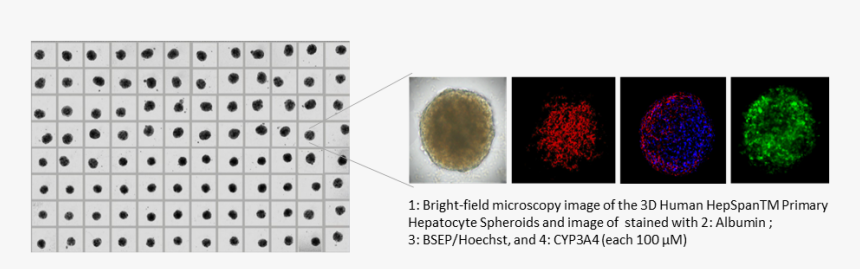 Gulf Flounder, HD Png Download