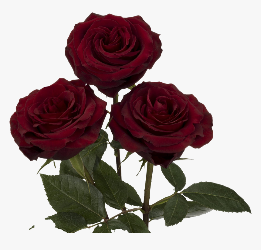 Black Pearl Rose Flower, HD Png Download