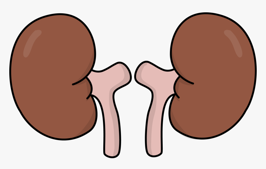 Kidneys Clipart, HD Png Download