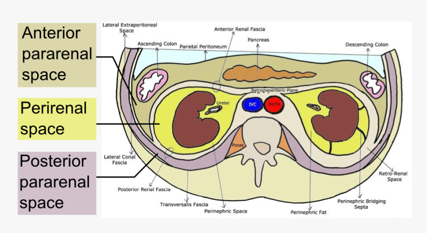 Retroperitoneal Spaces - Zuckerkandl Fascia, HD Png Download