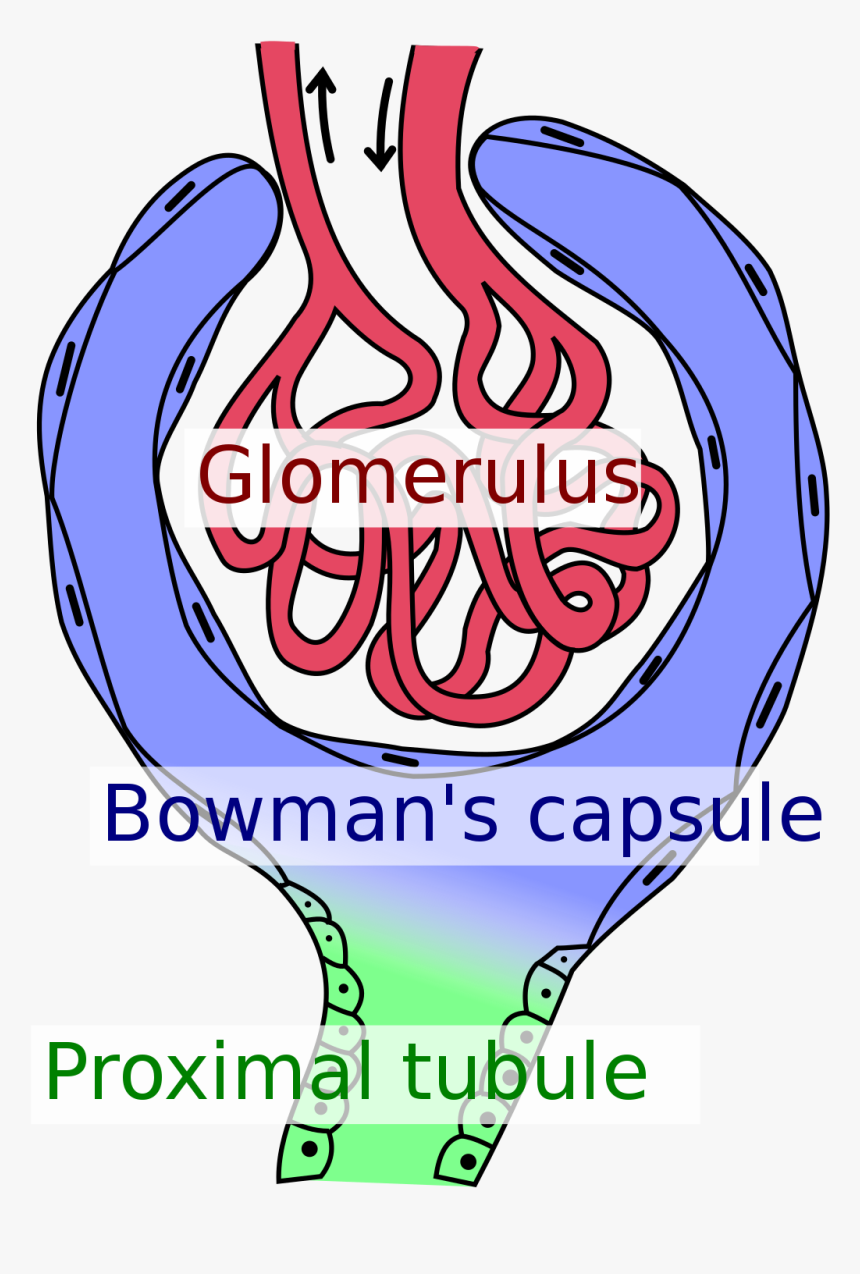 Vygotsky Zone Of Proximal Development, HD Png Download