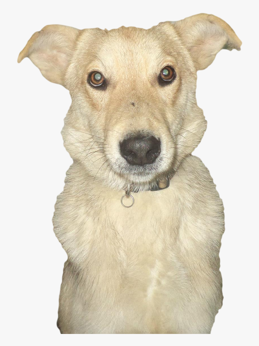 Abandoned Dog Transparent Image - Companion Dog, HD Png Download