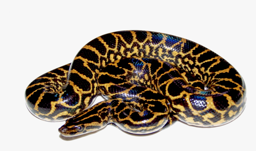 The Lord Of The Anaconda Snake Images - Anaconda Png, Transparent Png