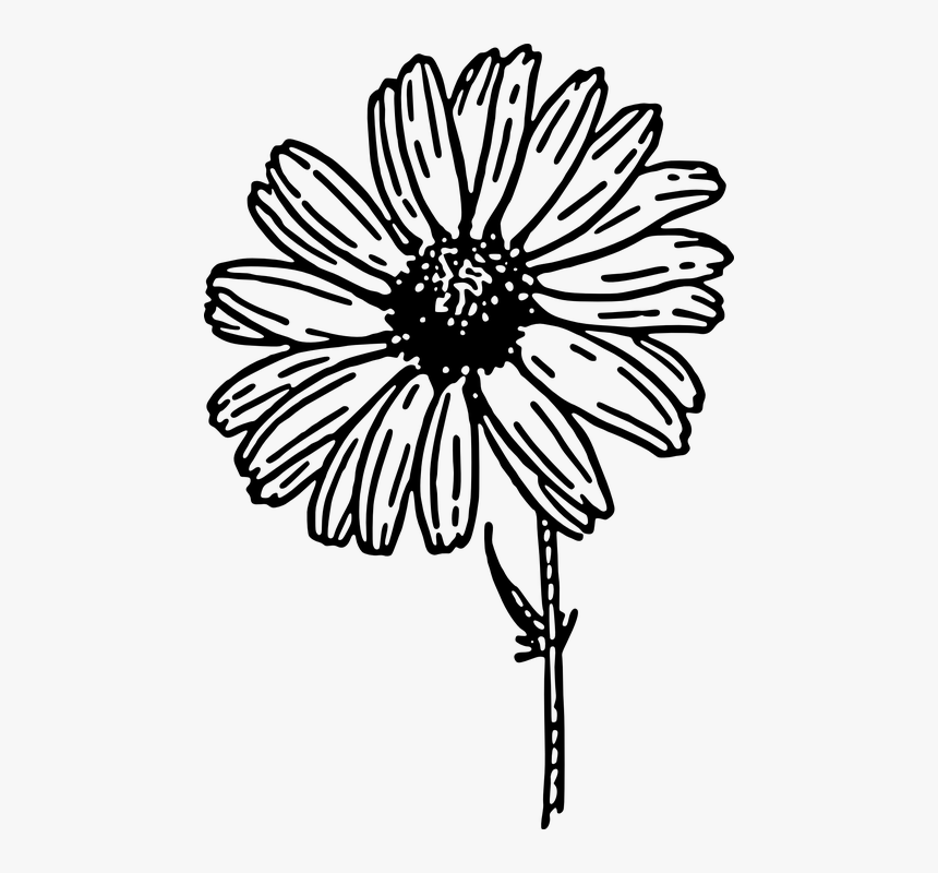Daisy Black And White Clipart, HD Png Download