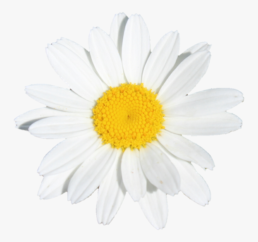 Flower Flowers White Yellow Daisy - Oxeye Daisy, HD Png Download