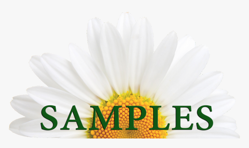 African Daisy, HD Png Download