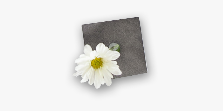 Camomile, HD Png Download