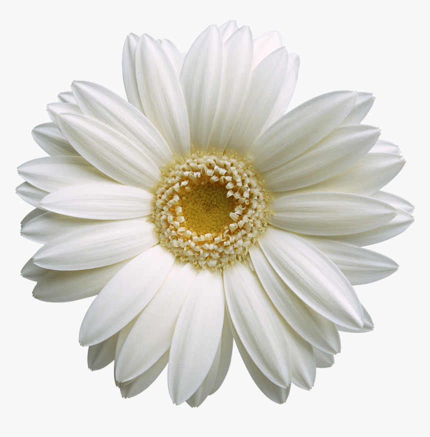 Hd Pic Flower Gerbera, HD Png Download
