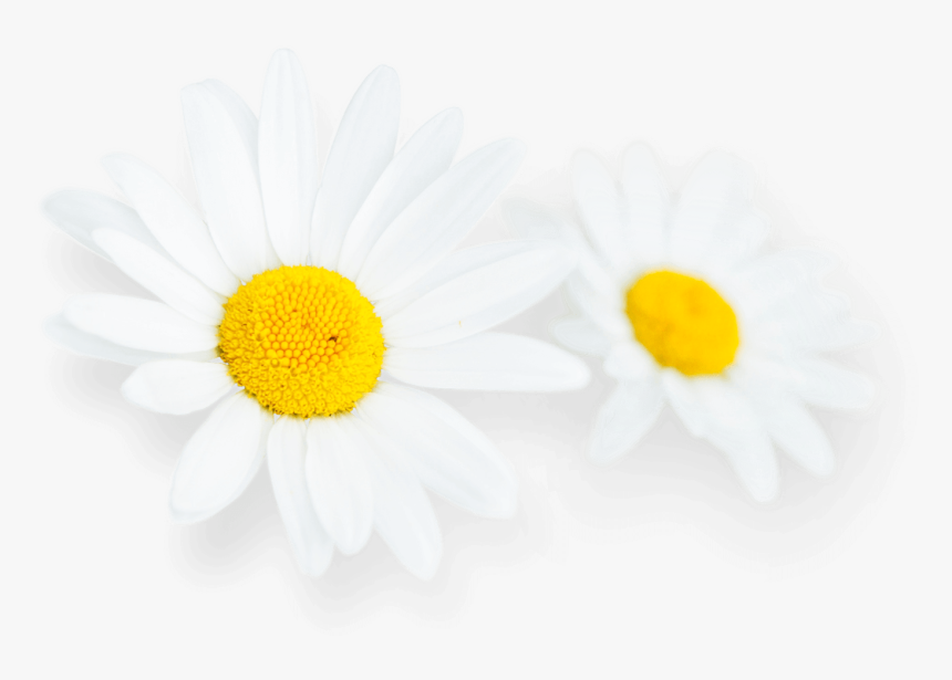 Daisy Flower Images Hd, HD Png Download